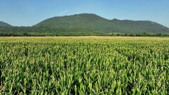 阳光明媚的日子里玉米田的鸟瞰图