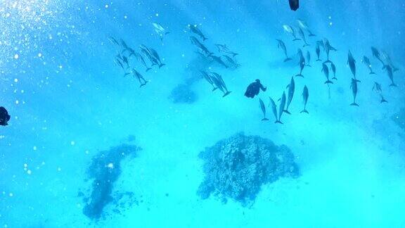 与海豚潜水水下风景