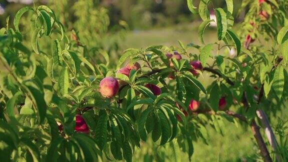 长着成熟果实的桃树