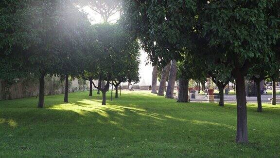 公园里的树巷城市中心的绿色绿洲