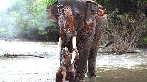象农正在往象身上泼水在乡村的小溪里给大象洗澡代表大象的生活方式爱人与大象的关系