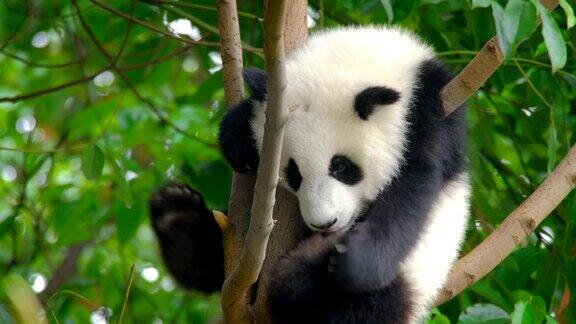 大熊猫幼崽在树上