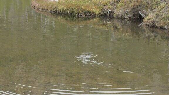 一只鸭嘴兽在西罗亚池中游泳时抓挠自己