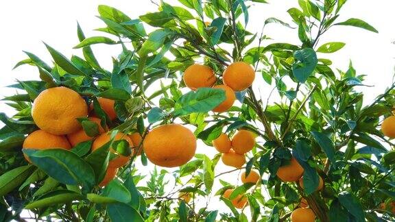 低角度的橘子树