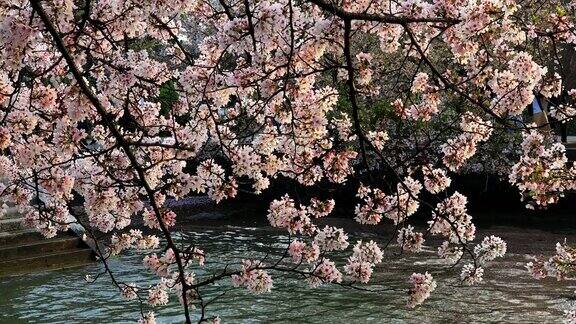 无锡市鼋头渚公园樱花盛开