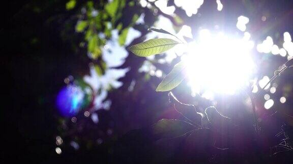 透过树叶吸收阳光