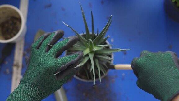 亚洲妇女把土壤放在盆栽植物中