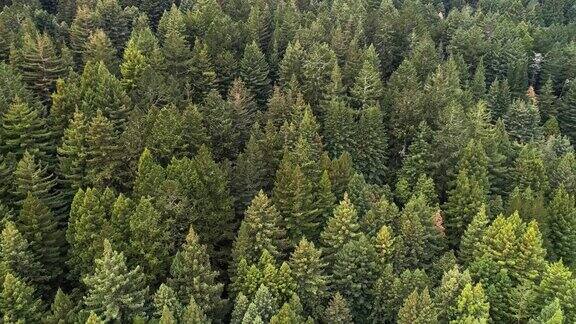 美国西海岸加利福尼亚北部的红杉林