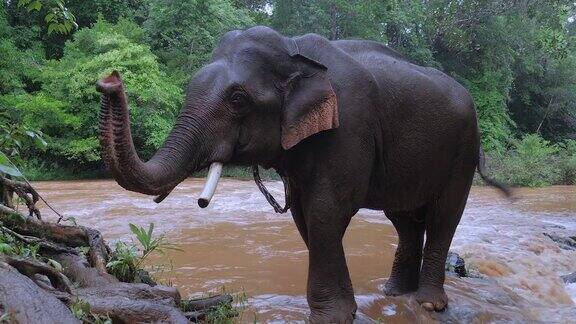 一只大象站在浅河里的特写