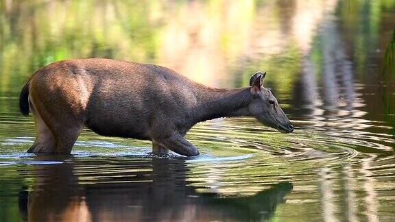 鹿在湖中行走的慢镜头野生动物
