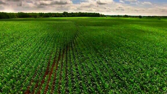 威斯康辛州郁郁葱葱的玉米田空中俯瞰