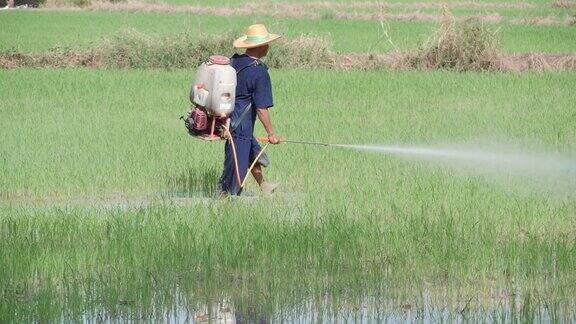 农民在稻田里喷洒除草剂