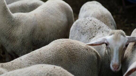 羊群农场里的羊