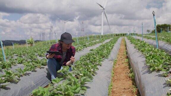 农妇使用数字平板为智能农业技术