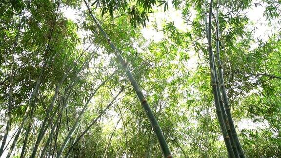泰国热带雨林中的一种竹子