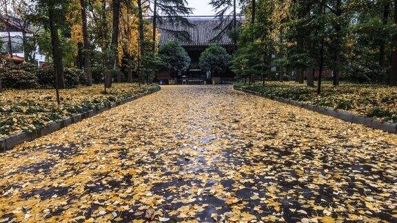 银杏叶落满了草地