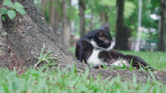 曼谷伦皮尼公园的猫