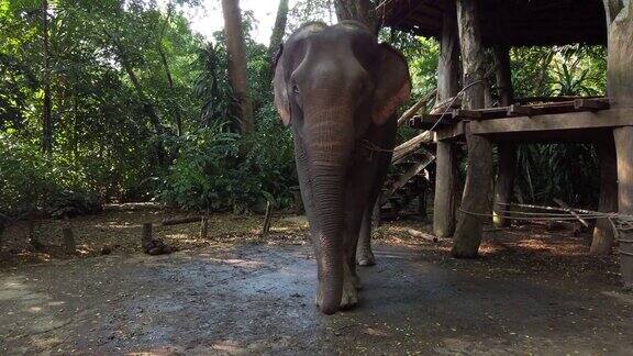 泰国北碧府动物园里的大象