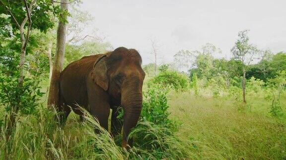 慢镜头60帧秒近距离拍摄的一个母象放牧和使用一棵树快速抓抓在大象保护区在Mondulkiri的丛林柬埔寨