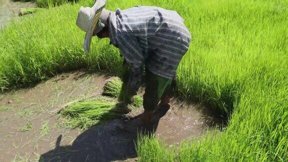泰国的稻田