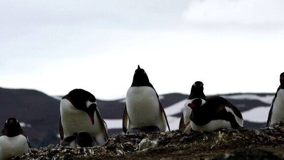 巴布亚企鹅在罗伯特岛上崎岖的南极海滩上养育它的孩子