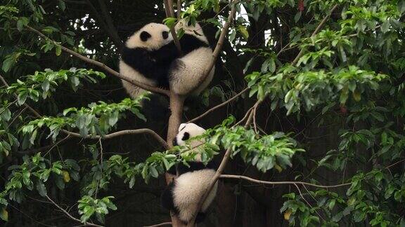 树上三只可爱的熊猫宝宝4k