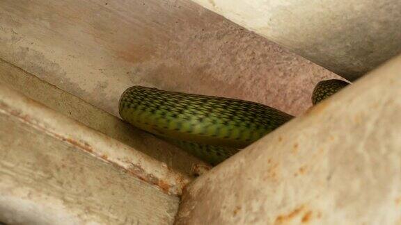 绿树蛇藏在屋顶上