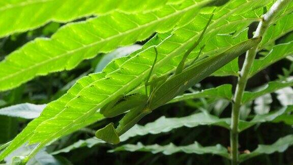 绿叶上的绿螳螂
