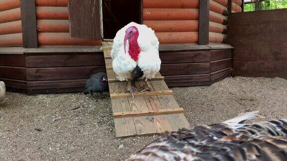 一只白色的宽胸火鸡站在小屋旁边的木平台上