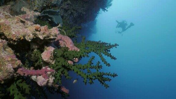 印度尼西亚的珊瑚礁墙背景是戴水肺的潜水员