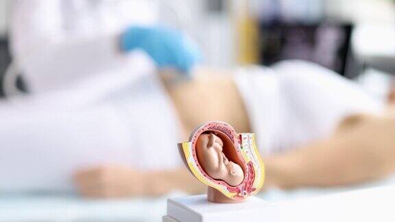 子宫内胎儿解剖模型运动缓慢