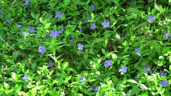 春天花园里的蓝色长春花