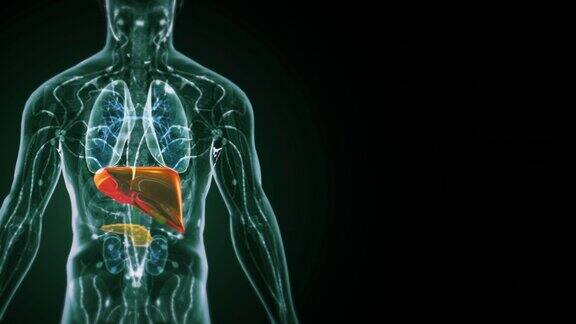 人体肝脏解剖学
