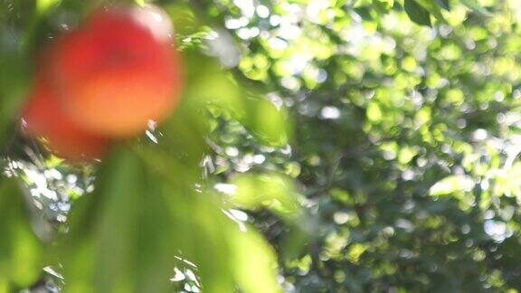 有机桃子在桃树的树枝上