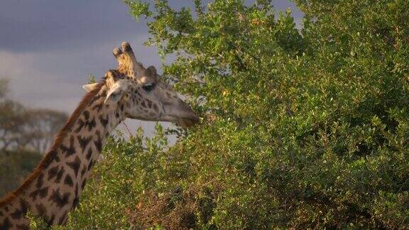 肯尼亚内罗毕的马赛长颈鹿