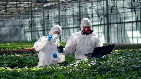 农业除草剂农用化学品两名农民正在对植物进行化学处理