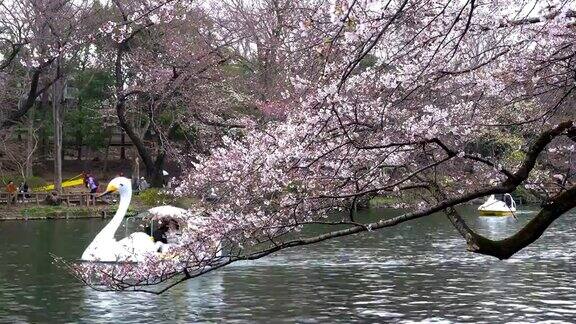 东京樱花盛开日本东京的运河上盛开着樱花