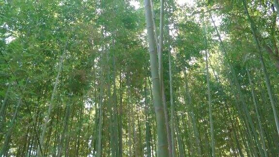 竹林与微风
