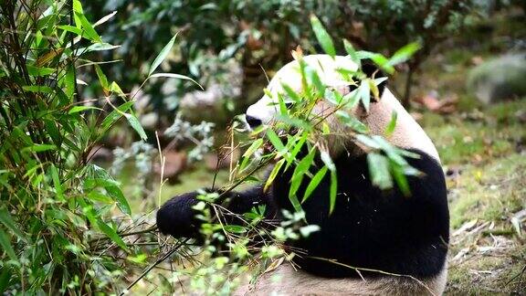 大熊猫在中国吃竹子