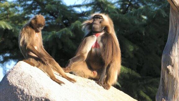 公猴和母猴坐在岩石上流血的心