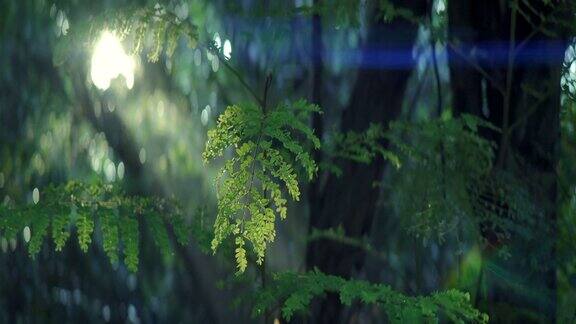 变形镜头的效果晨雾中的森林和来自太阳的光束