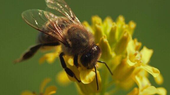 特写镜头的蜜蜂收集花粉和授粉的花在花园里或野生大自然