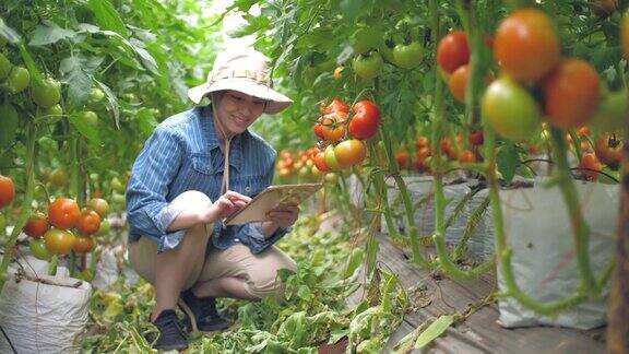 番茄农场的女性农民用数字平板电脑分析番茄