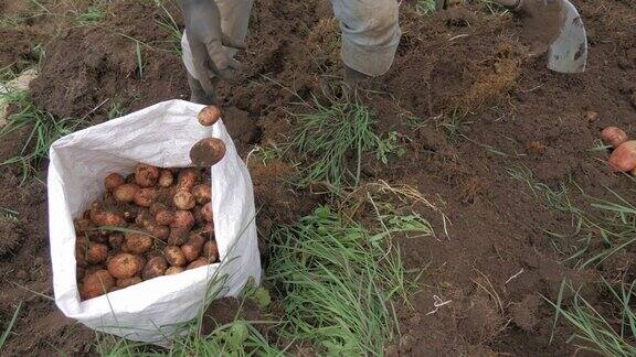 农村农业:看马铃薯农场产业视频