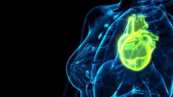 医疗保健3D动画心脏疼痛x光视图