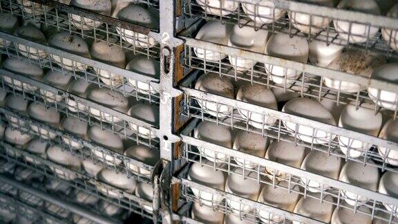 一行行白色的鸡蛋收集到网格状的金属容器中