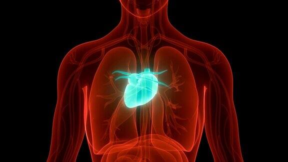 人体循环系统心脏解剖