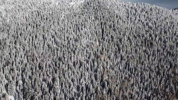 一场降雪后无人机拍摄的被雪覆盖的树林意大利阿尔卑斯山