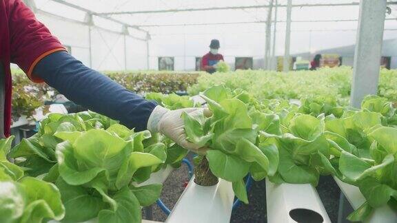 在温室里种植绿色沙拉和蔬菜园丁们精心照料有机蔬菜