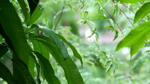 雨天的风景缩小